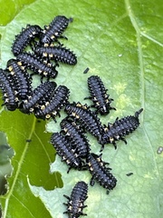 Chrysomela confluens