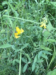Lathyrus pratensis