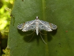 Aulacodes