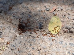 Solenopsis geminata