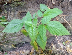 Rubus palmensis
