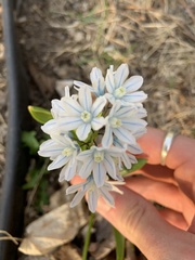 Puschkinia