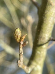 Amphibolips ellipsoidalis