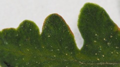 Pentagramma triangularis triangularis