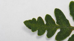 Pentagramma triangularis triangularis