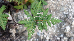Pentagramma triangularis triangularis