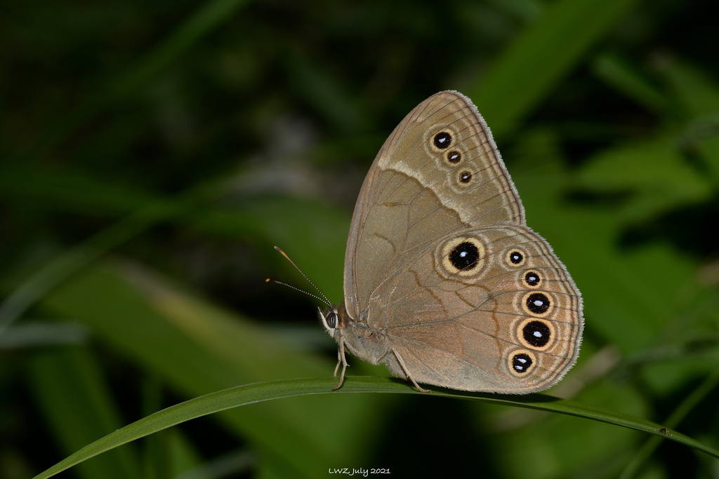 Lethe marginalis
