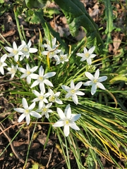 Ornithogalum umbellatum