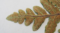 Pentagramma triangularis triangularis