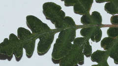 Pentagramma triangularis triangularis