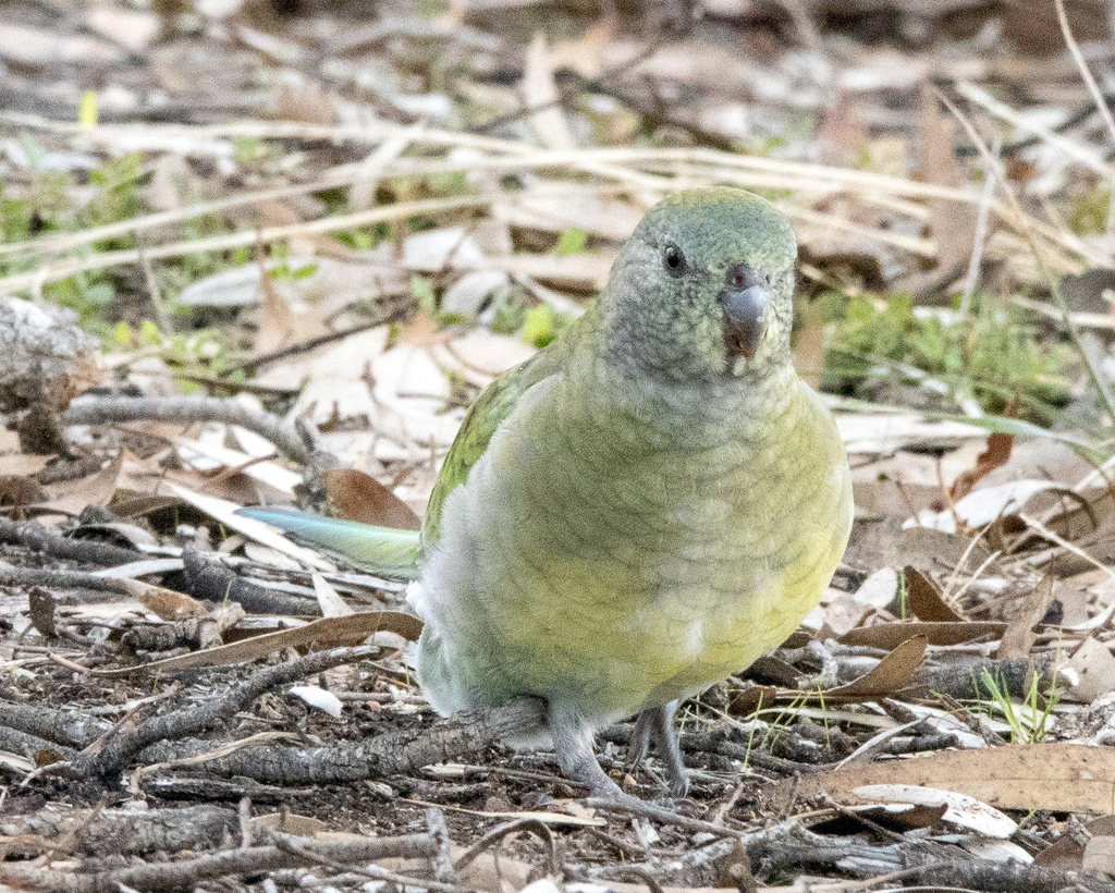 Red-rumped Parrot from Little Desert VIC 3418, Australia on May 1, 2022 ...