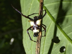 Witica crassicauda