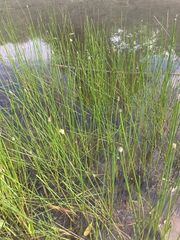 Eleocharis mamillata