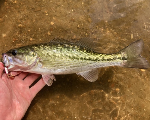 Micropterus henshalli
