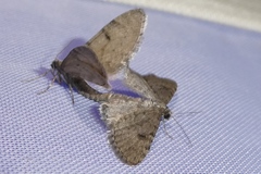 Eupithecia indigata