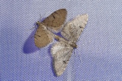 Eupithecia indigata