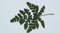 Pentagramma triangularis triangularis