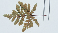 Pentagramma triangularis triangularis