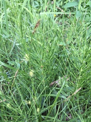 Equisetum arvense