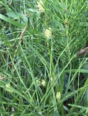 Carex hirta