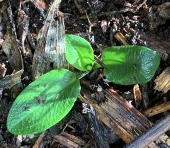Pterostylis pedunculata
