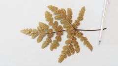 Pentagramma triangularis triangularis