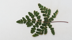 Pentagramma triangularis triangularis