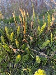 Equisetum arvense image
