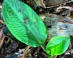 Pterostylis pedunculata