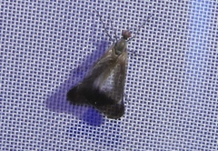 Rhamphomyia marginata