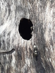 Cephalotes goniodontus