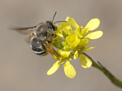 Eucera gracilipes