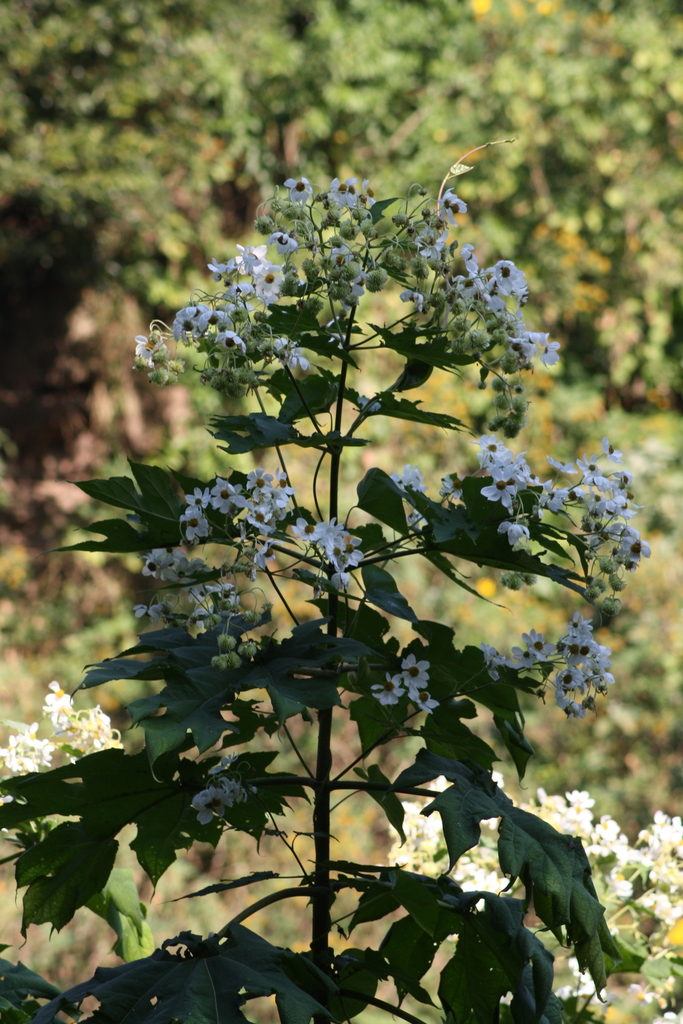 Tree Daisy from Palmiet Nature Reserve, Dawncrest, Westville, 3629