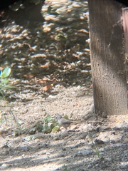 Baeolophus inornatus