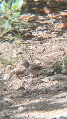 Baeolophus inornatus