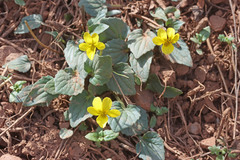 Viola utahensis