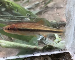 Notropis lutipinnis