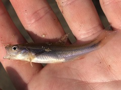Notropis lutipinnis