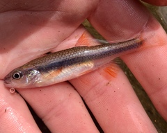 Notropis lutipinnis