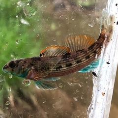 Etheostoma inscriptum