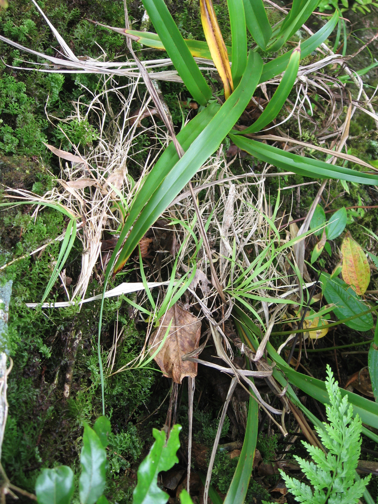 Garnotia