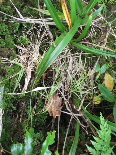 Garnotia