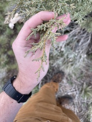 Juniperus occidentalis