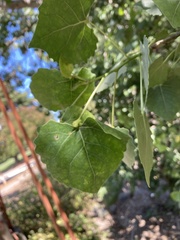 Populus fremontii
