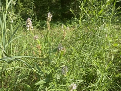 Orbexilum pedunculatum