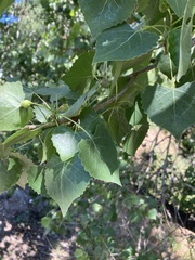 Populus fremontii
