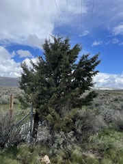 Juniperus occidentalis
