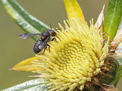 Pseudoanthidium canariense