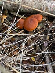 Gymnopilus chilensis