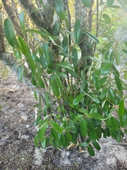 Quadrella jamaicensis